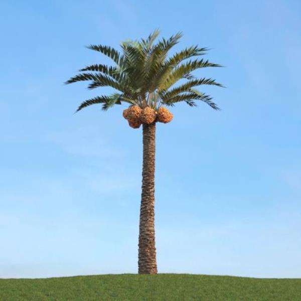 Tropical Tree - دانلود مدل سه بعدی درخت استوایی - آبجکت سه بعدی درخت استوایی - دانلود آبجکت سه بعدی درخت استوایی -دانلود مدل سه بعدی fbx - دانلود مدل سه بعدی obj -Tropical Tree 3d model free download  - Tropical Tree 3d Object - Tropical Tree OBJ 3d models - Tropical Tree FBX 3d Models - نخل - palm